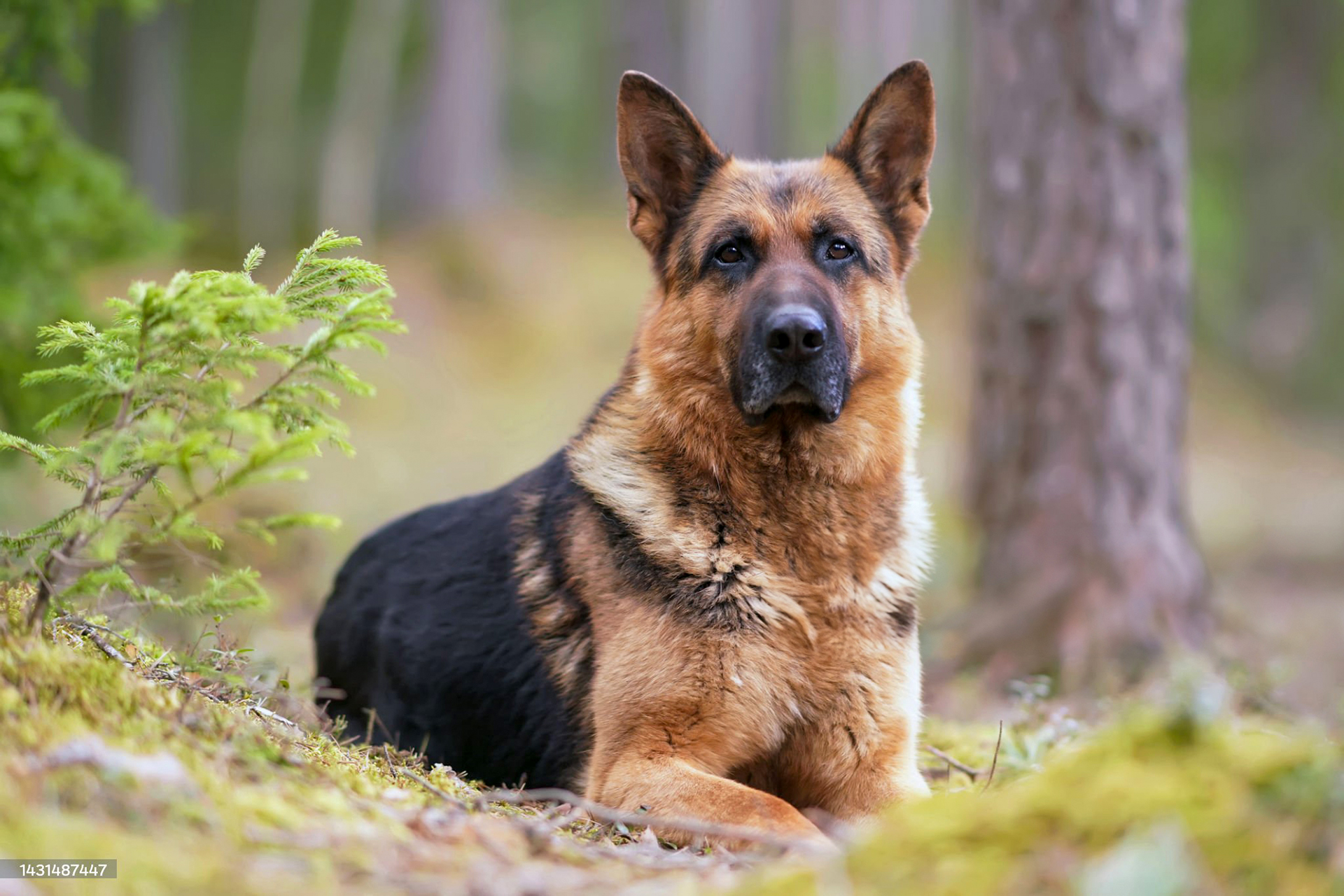 Serious black and tan German Shepherd dog posing outdoors in a forest lying down on a ground in spring