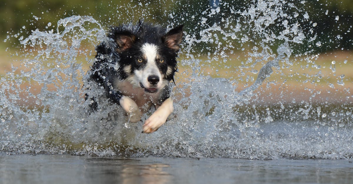 Energetic border collie splashes through water in a vivid action shot capturing motion and joy.
