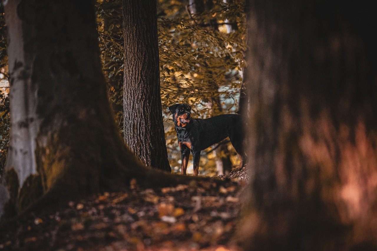 rottweiler, dog, domestic animal