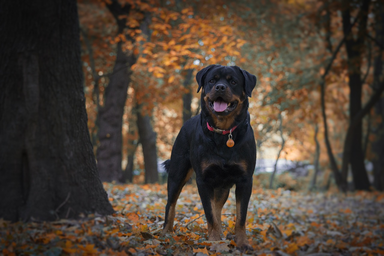 dog, rottweiler, pet