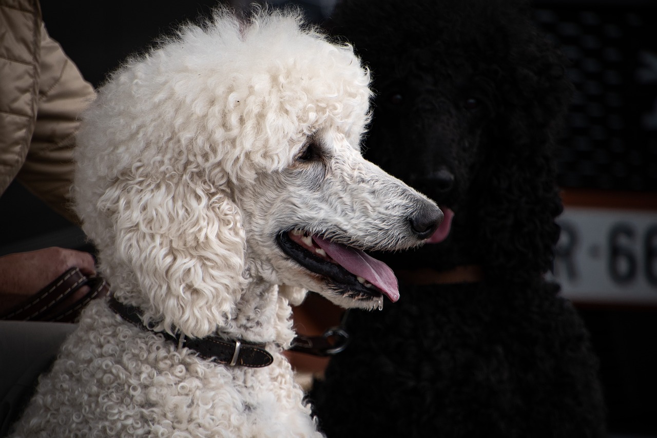dog, poodle, white poodle