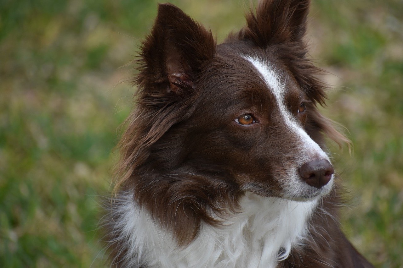 dog, border collie, canine