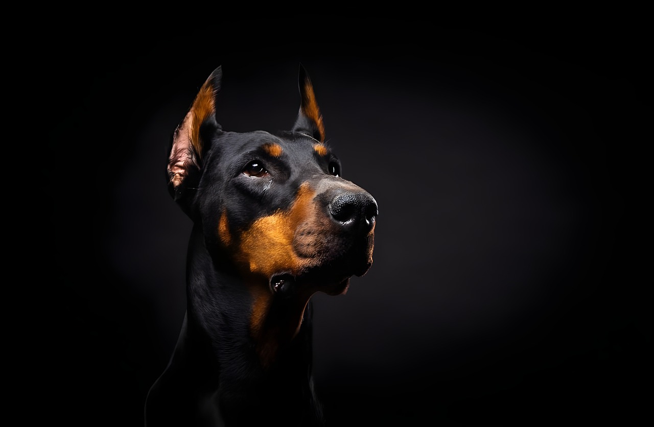 dog, doberman, pet