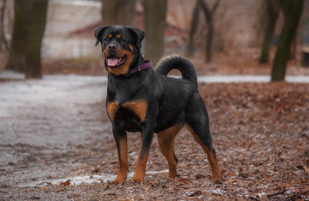 rottweiler, dog, pet