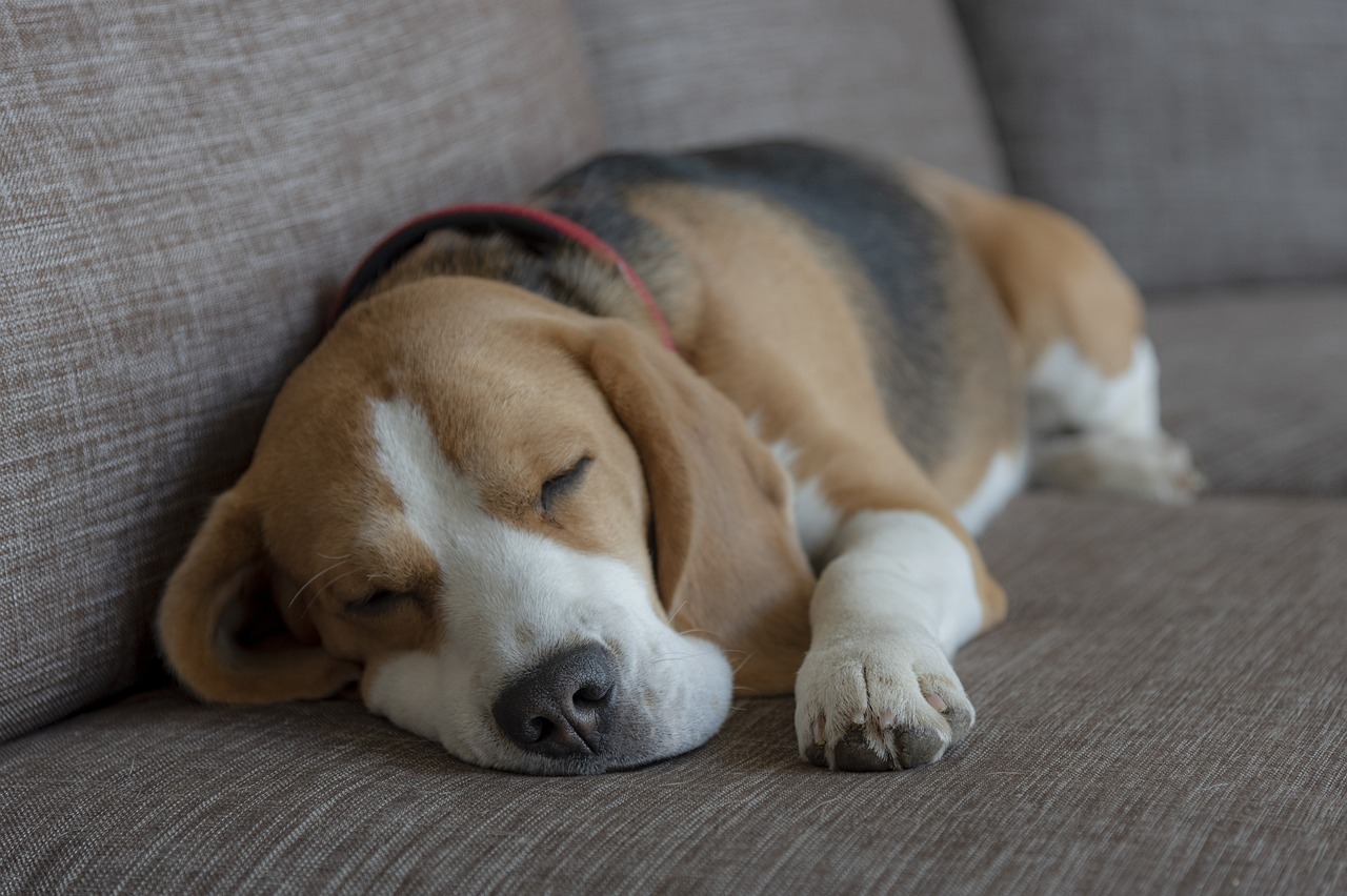 beagle, dog, puppy