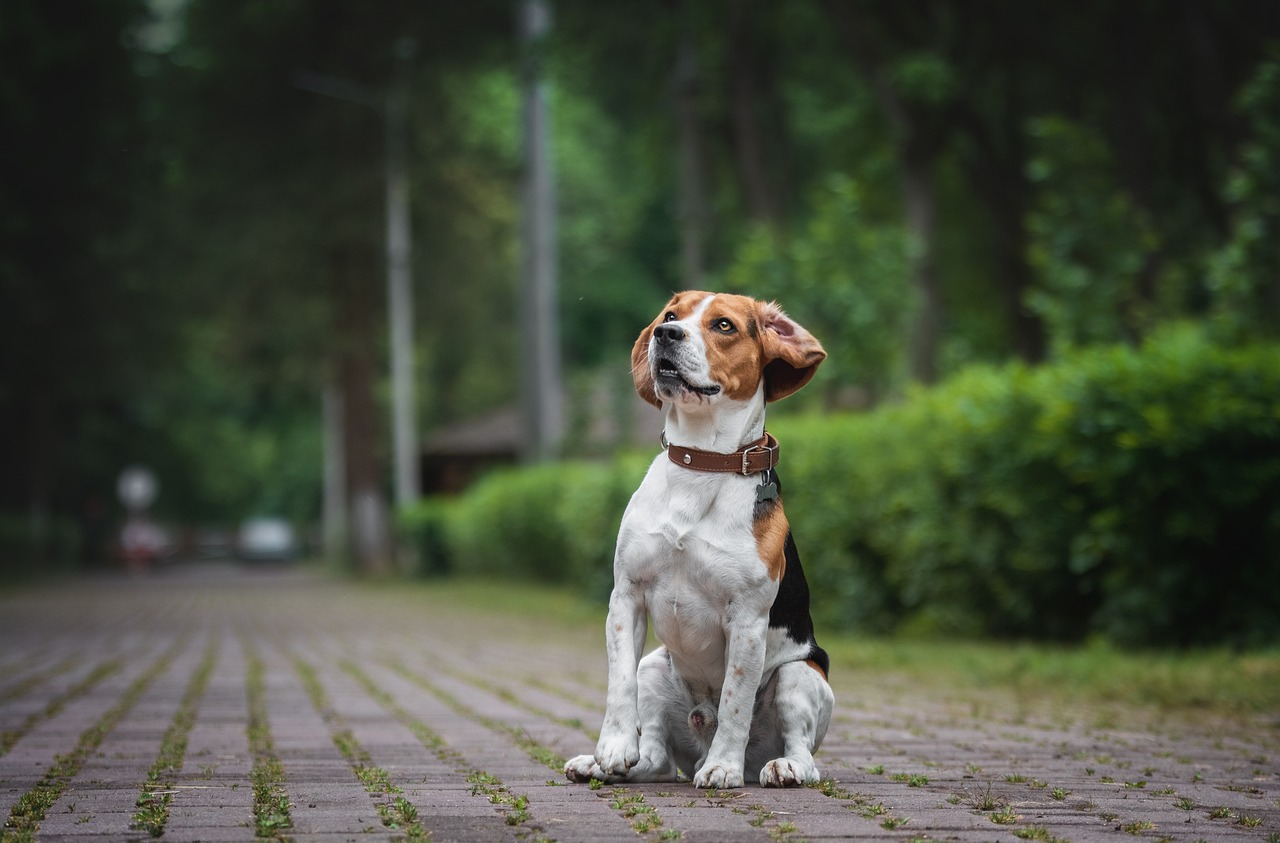beagle, nature, dog