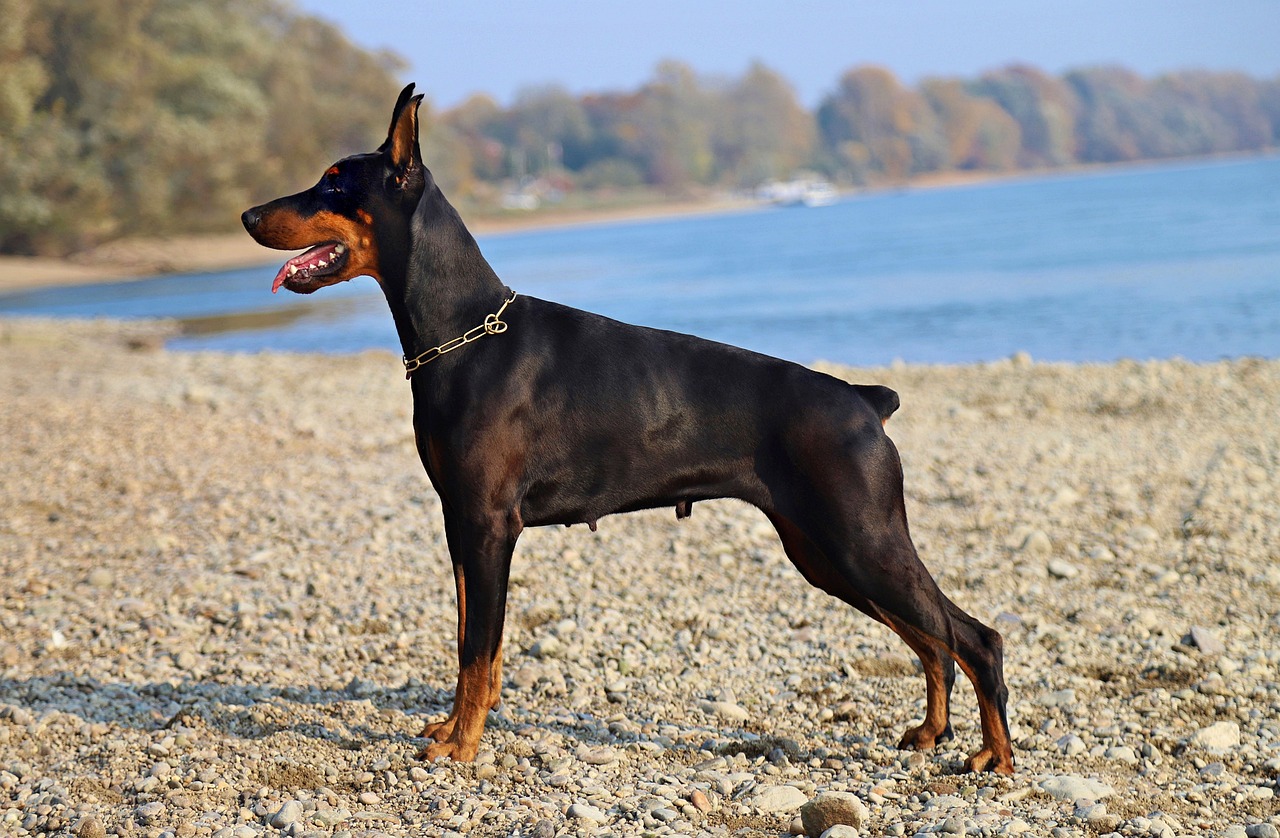 doberman, black, dog