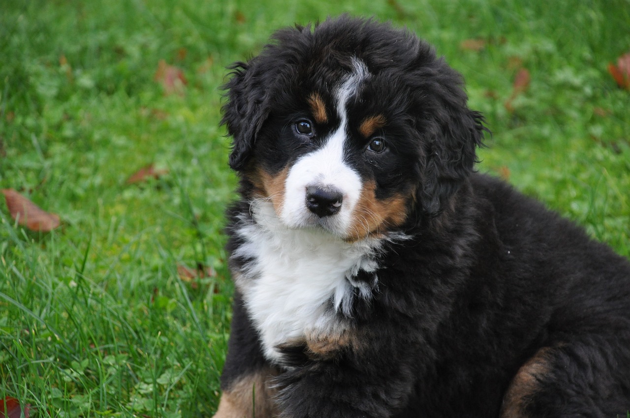 bernese mountain dog, dog, big dog