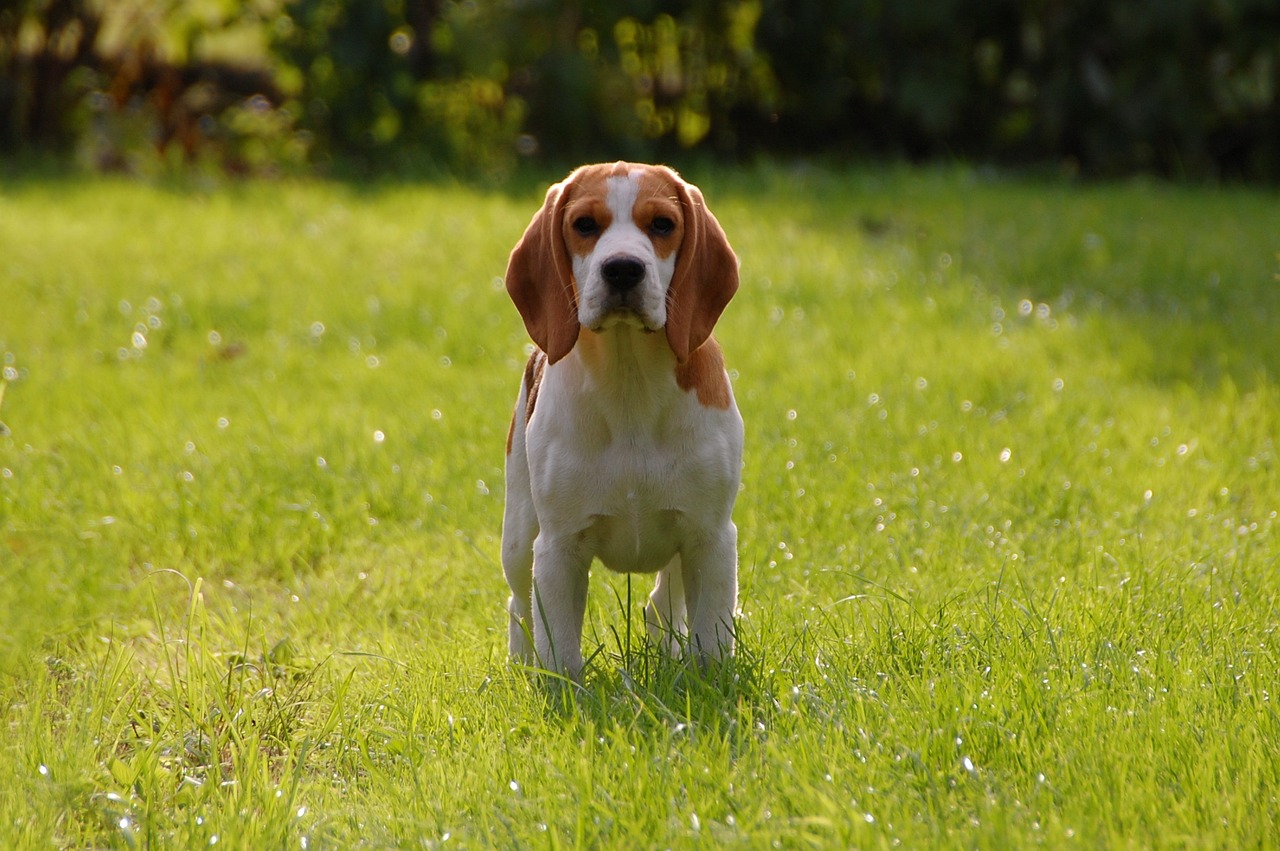 dog, puppy, nature