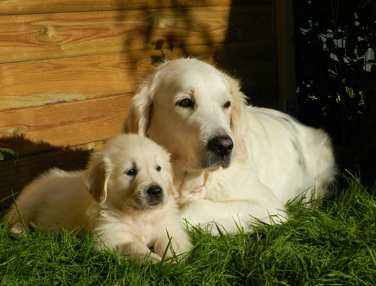 dog, puppy, golden retriever