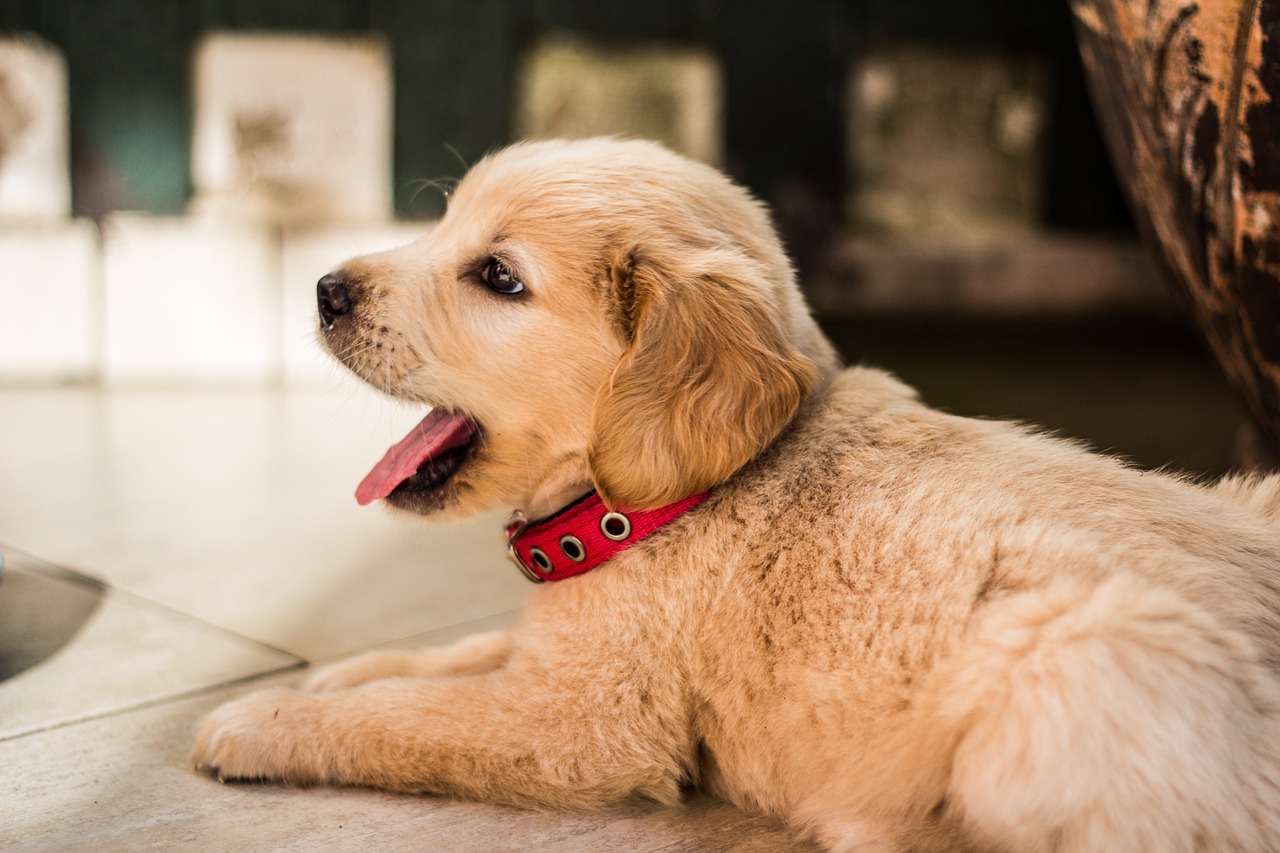 baby, dog, golden retriever