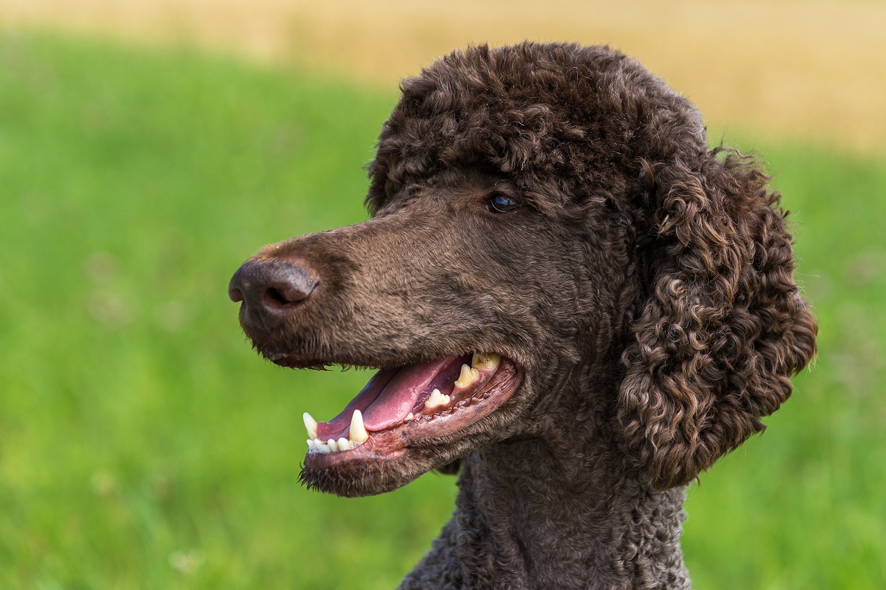 dog, poodle, king poodle