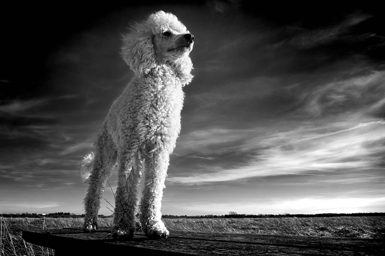 animal, poodle, mammal