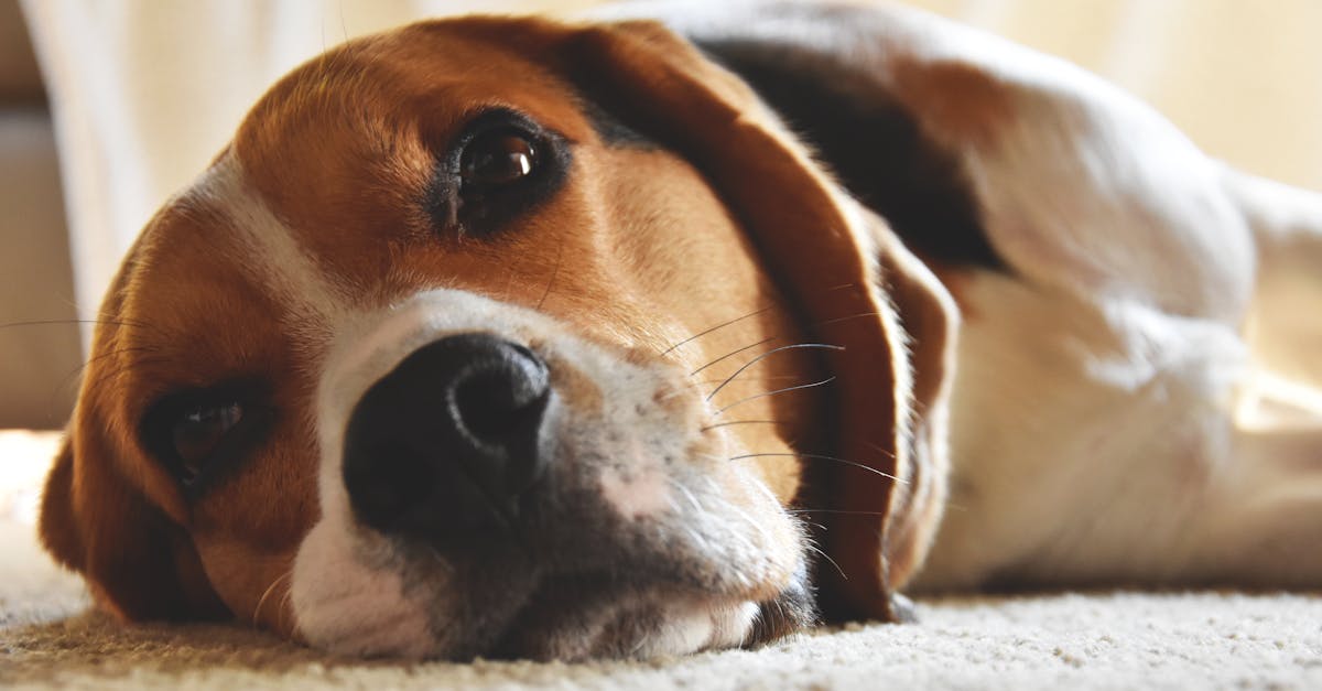 Relaxed beagle dog lying indoors, showcasing adorable expression and fur detail.