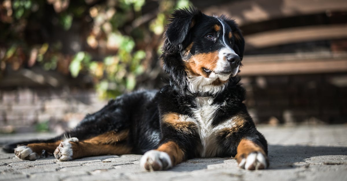 Cute Bernese Mountain Dog puppy resting on a sunny day, showcasing its fluffy coat and playful demeanor.