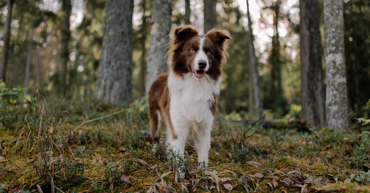 A friendly Border Collie standing in a serene forest setting, surrounded by trees.