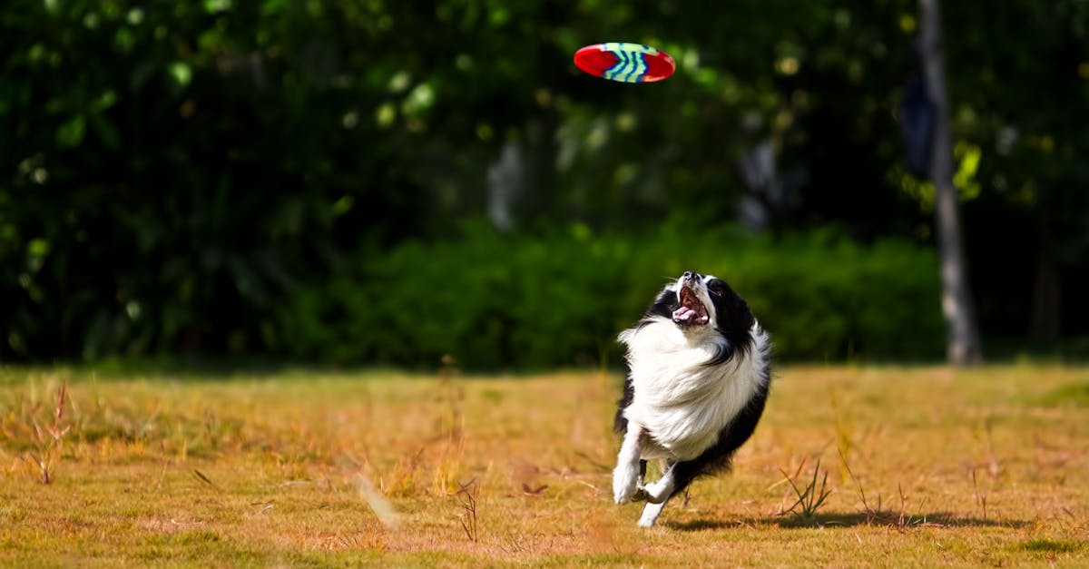 Active Border Collie playing in a park, eagerly chasing a frisbee on a sunny day.