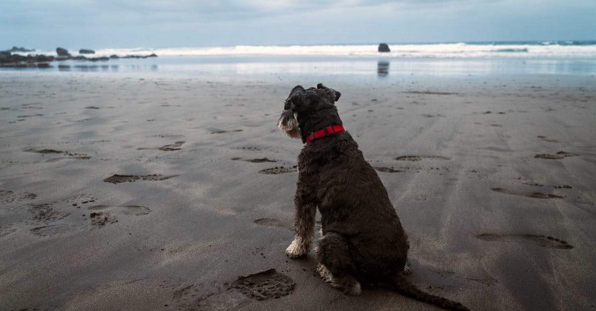 A dog sits alone on a serene beach in Santa Cruz de Tenerife, Spain, gazing at the ocean.