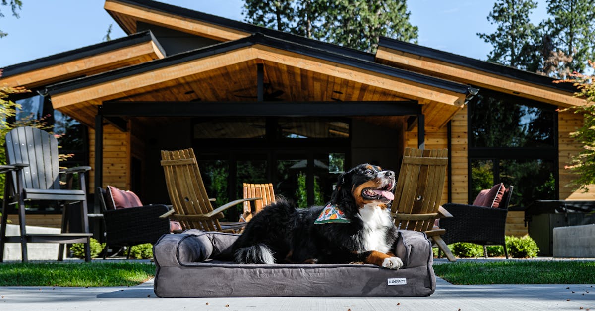 Bernese Mountain Dog enjoying a sunny day on a bed in a modern backyard setting.