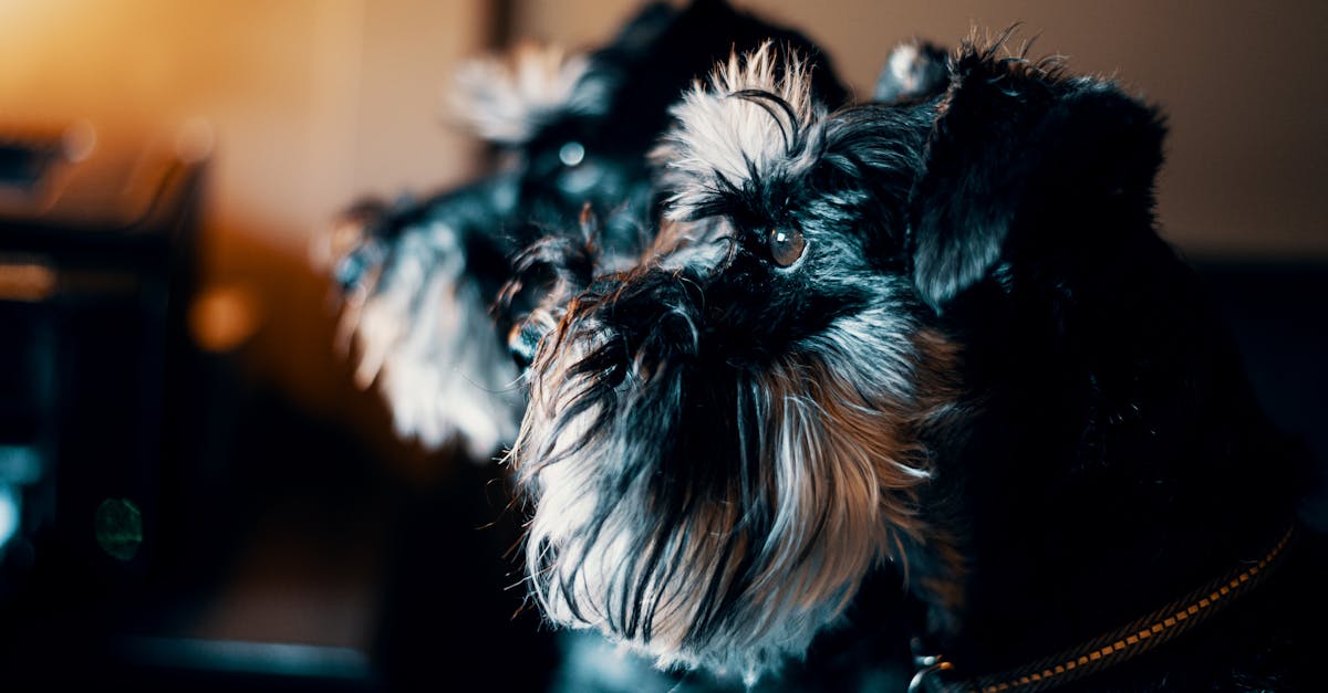 Close-up of two Schnauzer dogs in a detailed portrait, showcasing their unique features.
