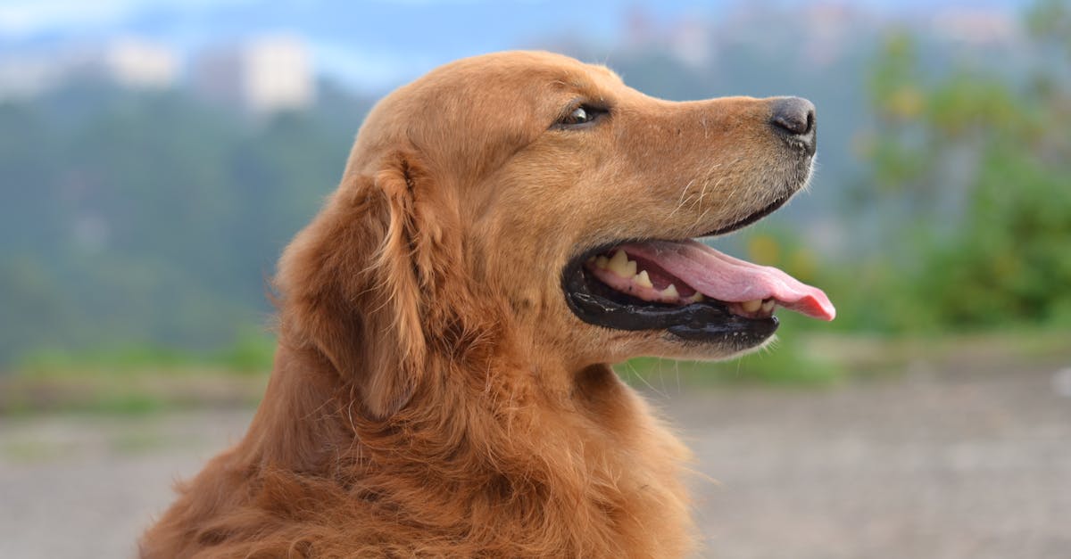 Adorable golden retriever enjoying a sunny day outdoors with its tongue out.