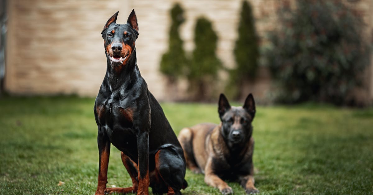 A Doberman and another dog in a grassy garden setting, Slovakia.