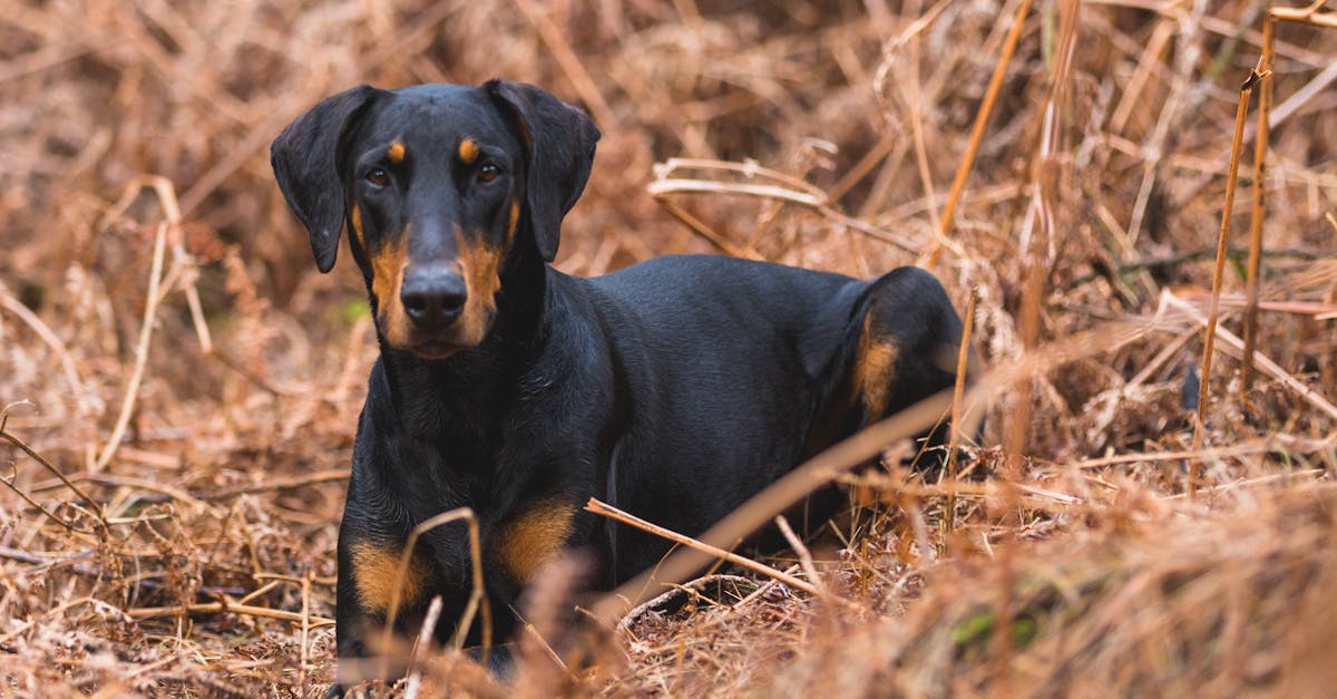 A Doberman dog sitting in brown autumn foliage, showcasing its sleek black coat.