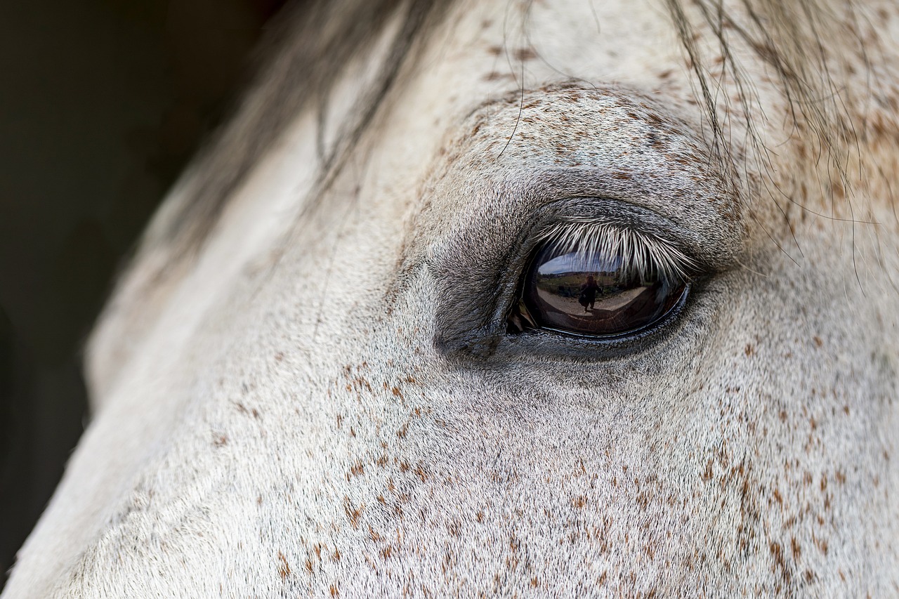 horse, animal, eye, riding horse, horse eye, equine, closeup, horse, horse, nature, horse, horse, horse, horse eye