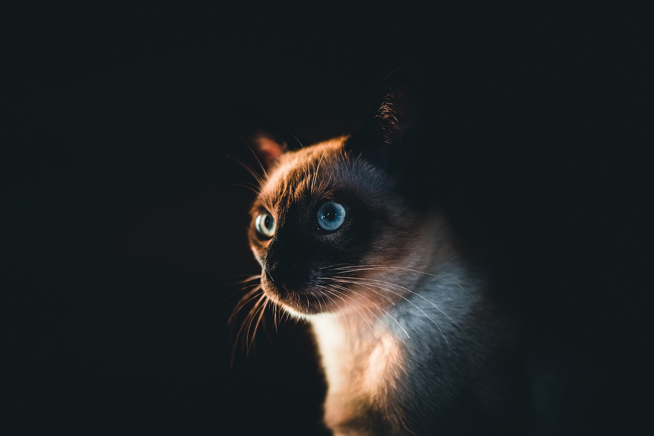 siamese cat, cat, pet