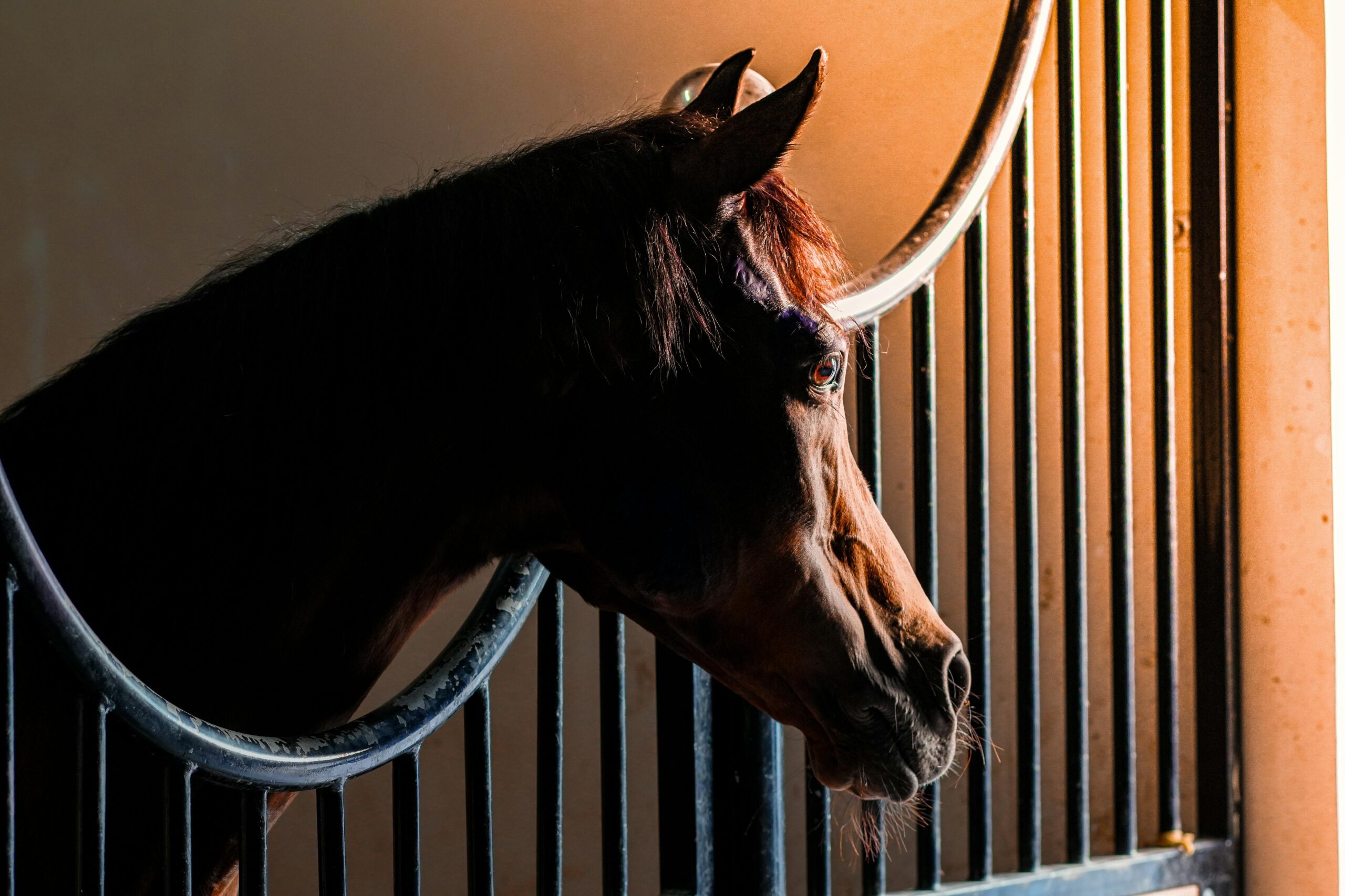 Side profile of a majestic Arabian horse inside a stable in Abu Dhabi, UAE.