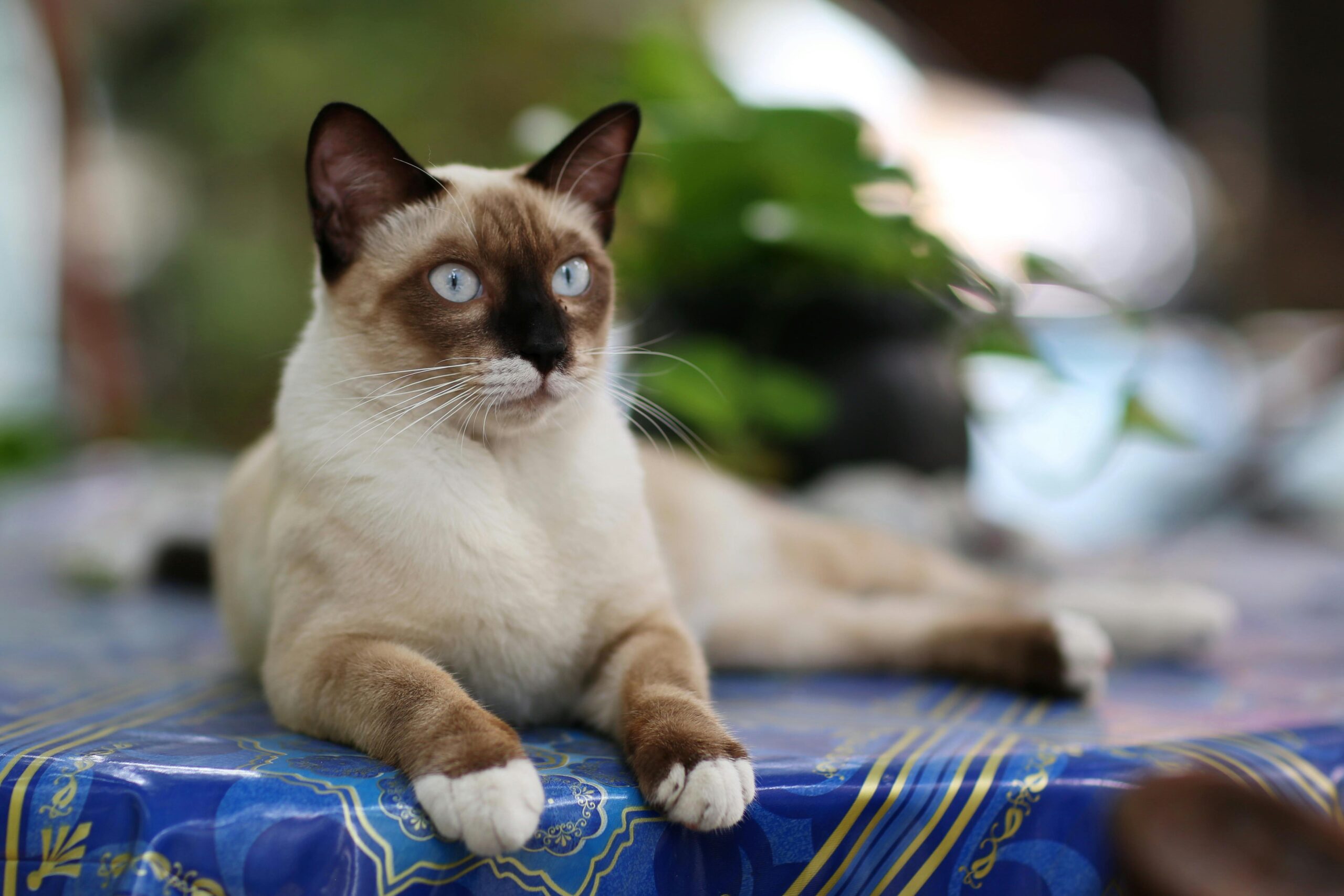 Close-up of a Siamese cat lounging on a vibrant tablecloth in Bangkok.