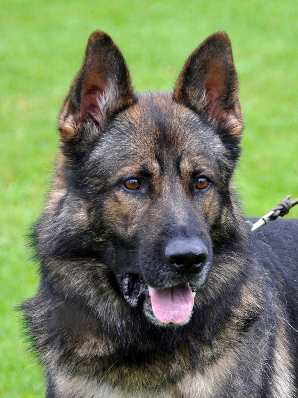 fantasy, animals, dogs, german shepherds, pastor aleman, pastor aleman, pastor aleman, pastor aleman, pastor aleman, pastor aleman